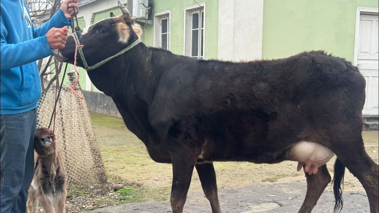 ГОВИ ГУСАЛАДОРИ ФУРУШИ ☎️907 23 22 33 НАВОРИ ТОЗА 5 марта 2026 г.