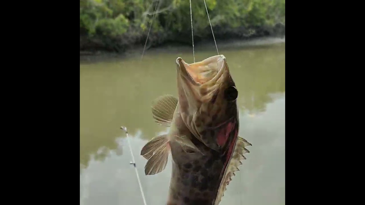 mancing di paluh belawan medan Sumut,