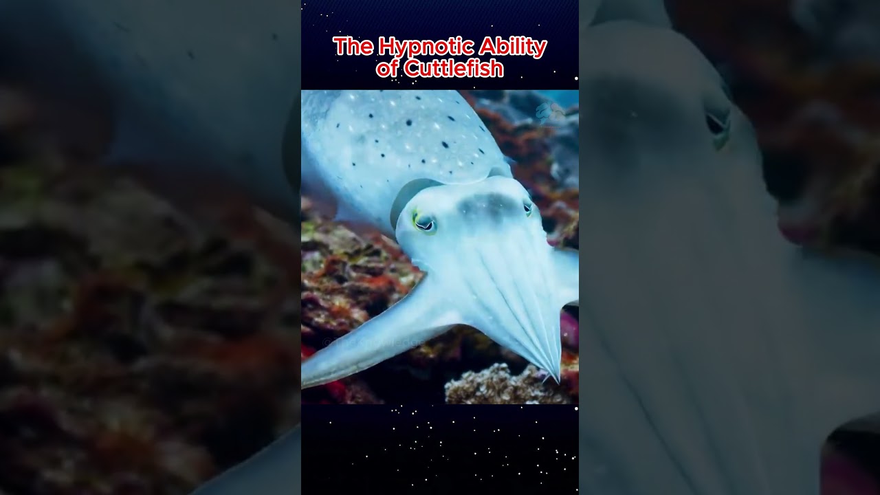 The Hypnotic Ability of Cuttlefish 