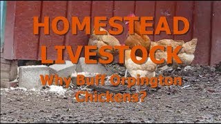 HOMESTEAD LIVESTOCK - Why Buff Orpington Chickens