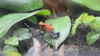Oophaga Pumilio Calling