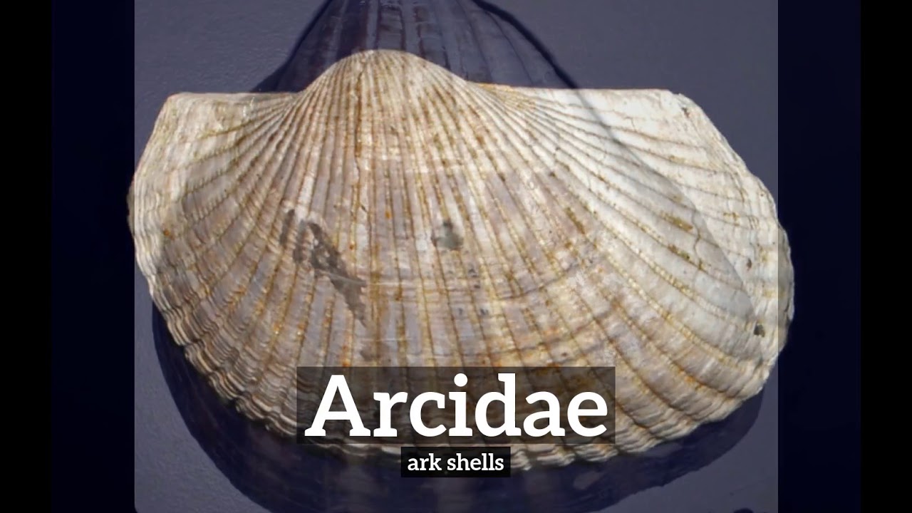 What is Arcidae? | How to Say Arcidae in English? | How Does Arcidae Look?