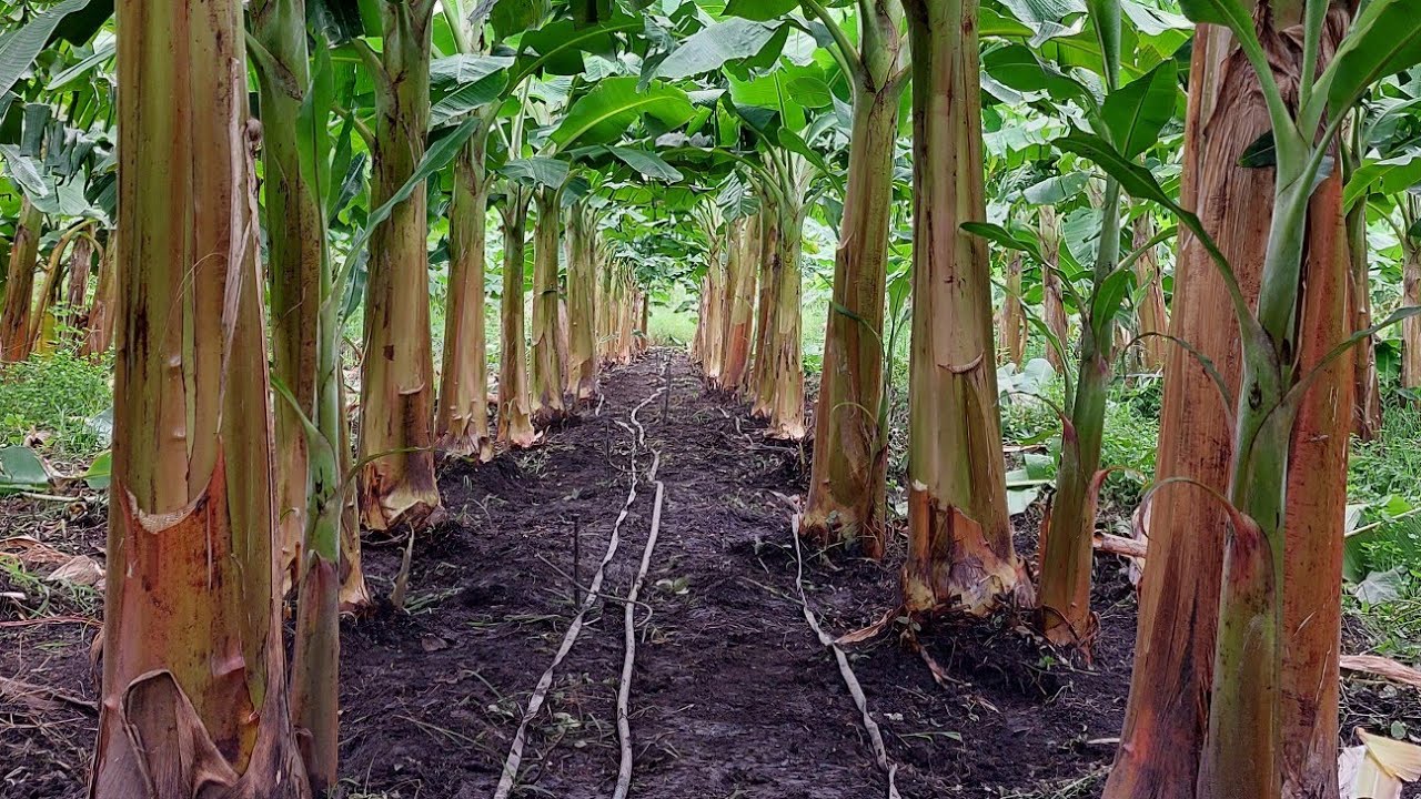 Adubação e controle de broca na banana BRS TERRA ANÃ.