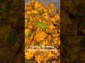 chicken Boneless Roast|Juicy chicken Roast #cooking #cooking shorts#sixseven