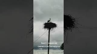 Аист - Один из символов Беларуси #аисты #беларусь