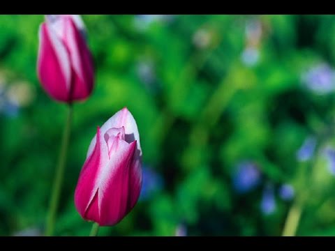 島津亜矢「二輪草（川中美幸）」Two wheat grass