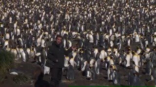 BBC4 Britains Treasure Islands teaser (2 of 4) - Half a million king penguins