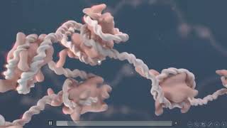 The Cell and Extracellular Matrix Part3  the Nucleus