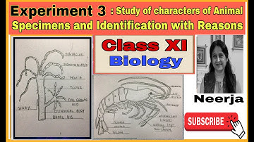 study Animal Specimens,Identification with reasons/Experiment 3/class11/biology/with Pencil sketches