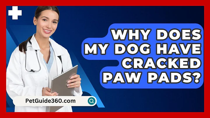 Why Does My Dog Have Cracked Paw Pads? - PetGuide360.com