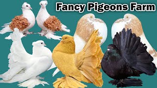Saeed Shafi Fancy Pigeon Farm | Most Beautiful Fancy Pigeon | American Fantail | Norwich | Frillback