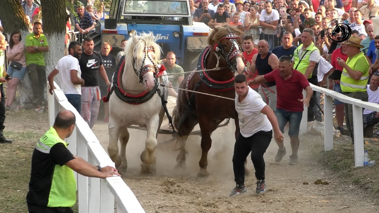 -SIMIĆI IZ POPUČAKA ŠAMPIONI BALKANA U ŽARKOVCU SA OMEROM I ZAMFIROM-