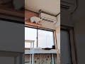 気ににゃる!にゃんだか気ににゃる!