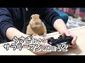 【Vlog】ウサギ好きなサラリーマンの休日#2