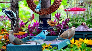 🔴LIVE Cottage Garden Bird Feeder: The Rose-Breasted Grosbeaks have arrived!
