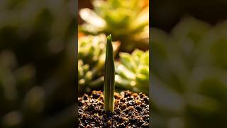 Amazing Crocus Flower Bloom Time Lapse 🌸 4K Macro Nature Magic #shorts #viralshorts