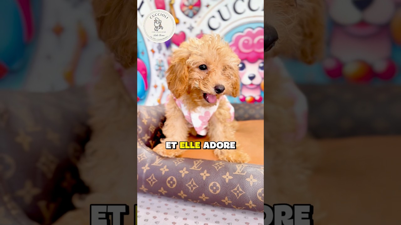 GINGER — MALTIPOO TOY