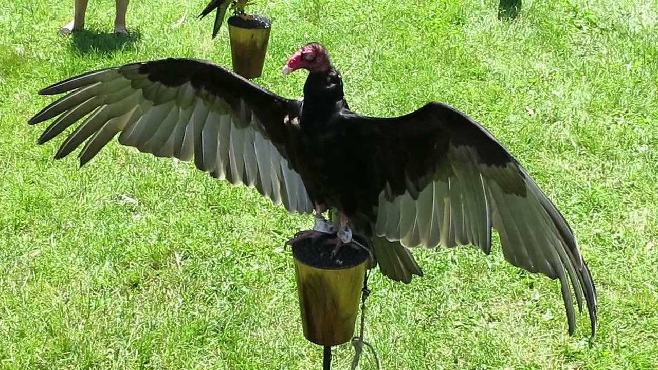 Up Close With Pet Turkey Vulture Waiting To Be Fed YouTube