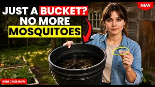Before You Spray for Mosquitoes, Try This Simple Bti Bucket