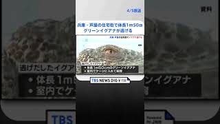 【イグアナ逃走】兵庫・芦屋の住宅街で体長1メートル50センチのグリーンイグアナが逃げる　警察が捜索  | TBS NEWS DIG #shorts