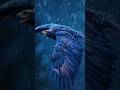 The eagle with raining #shorts #alquran #animals #eagle
