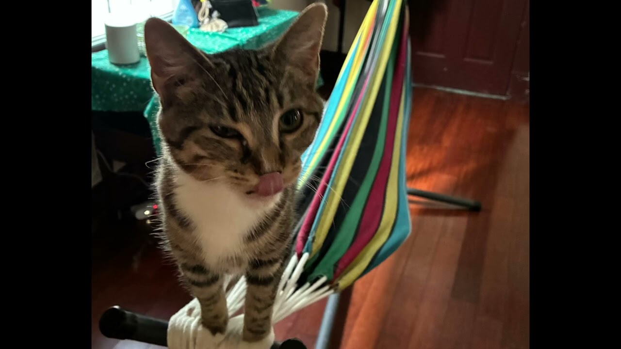 YOUTUBE INTRO TYPE BEAT