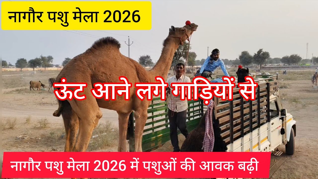 Nagaur pashu mela 2026 || नागौर पशु मेला 2026 || बाबा रामदेव पशु मेला नागौर 2026 || नागौर मेला 2026