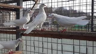 Широкохвостые бакинцы белые в Москве, Baku pigeons white in Moscow