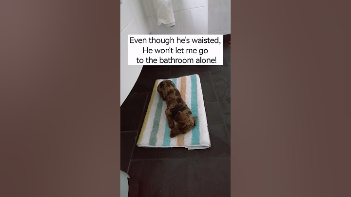 my dog's loyalty is another level 🤎 #funny #funnyshorts #funnydogs #dachshund #love #puppy