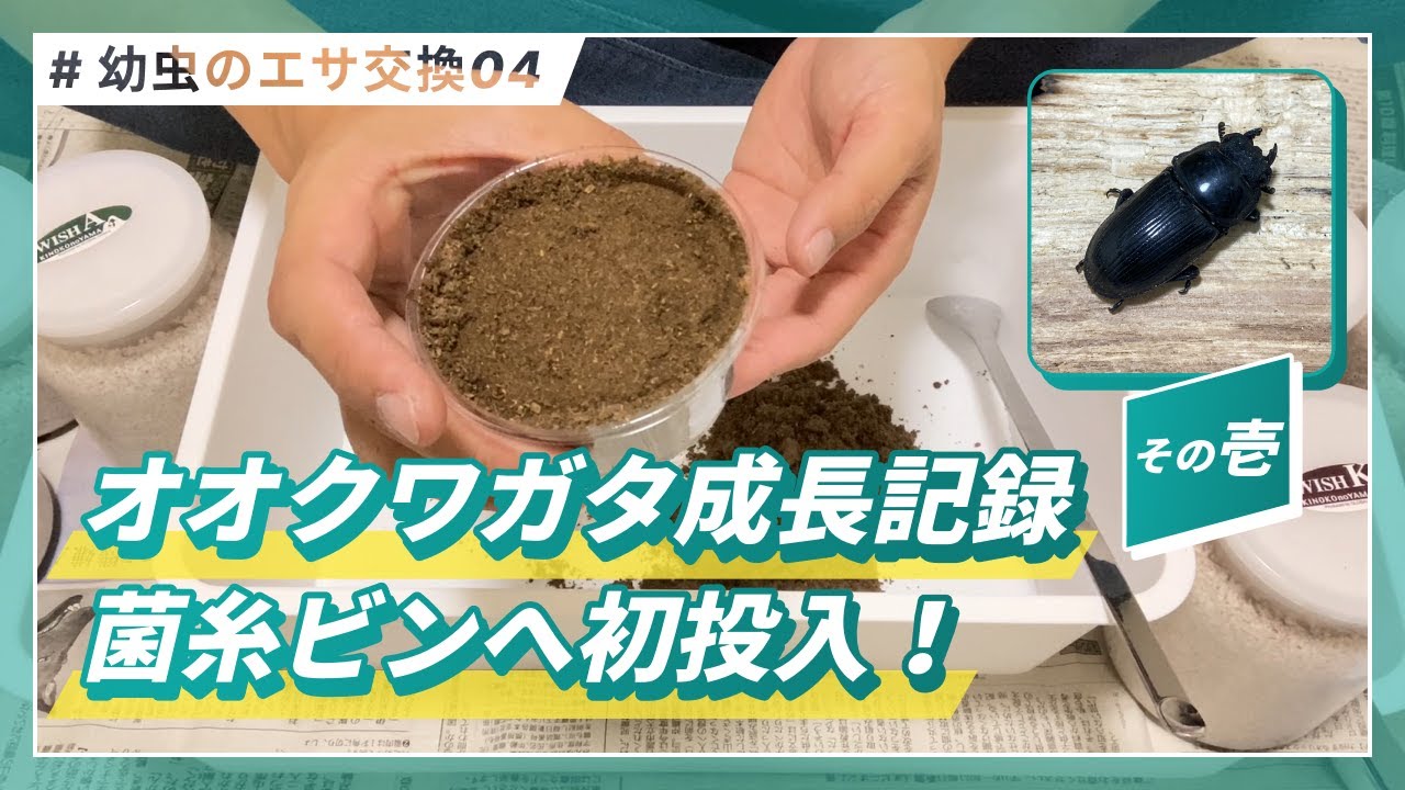 オオクワガタの成長記録：幼虫を菌糸ビンへ初入れ替え！【2024年第1話