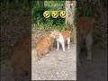 Cat Boxing 🤣The mediator needs medical help 🤣🤣 #cat #animals #memes #trending #viral #fyp #shorts