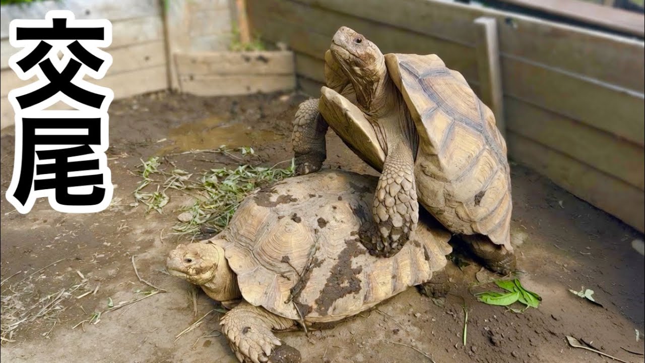 リクガメの交尾の瞬間の撮影に成功しました