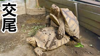 リクガメの交尾の瞬間の撮影に成功しました