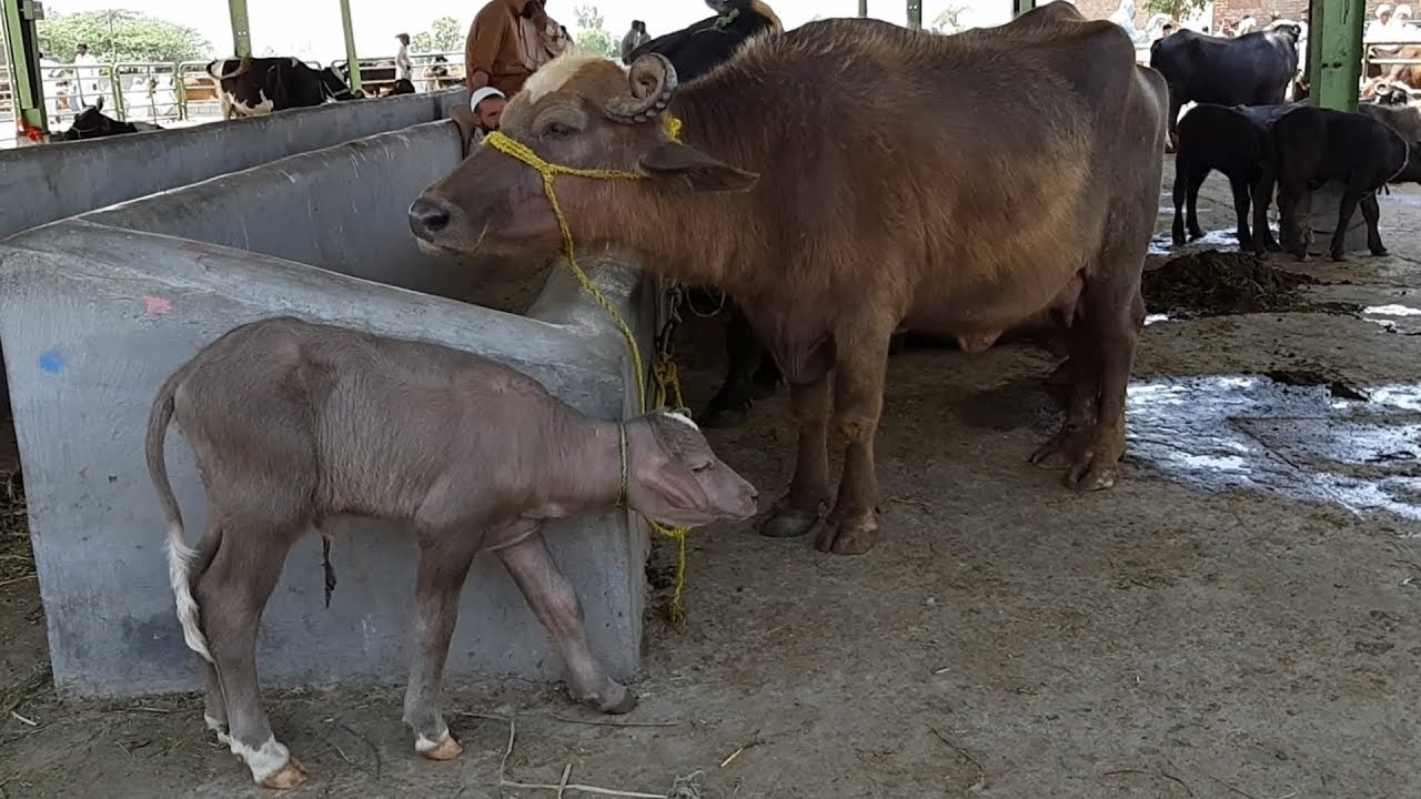BHURI Buffalo - Brown Buffalo breed in the World - Katta Katti n Wacha Wachi for Sale (UNIQUE) dairy farming in hindi