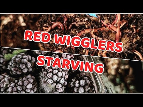 Red Wigglers STARVING After 5 Weeks Of NO Feedings | 2 Month Old Worm Bin | Vermicomposting