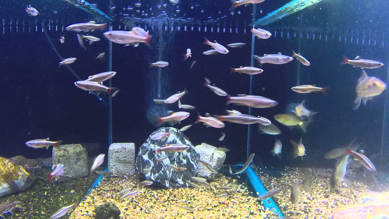 The best selling species of aquarium fish! YouTube