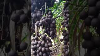 Asli Jernang Dragon Blood Aceh