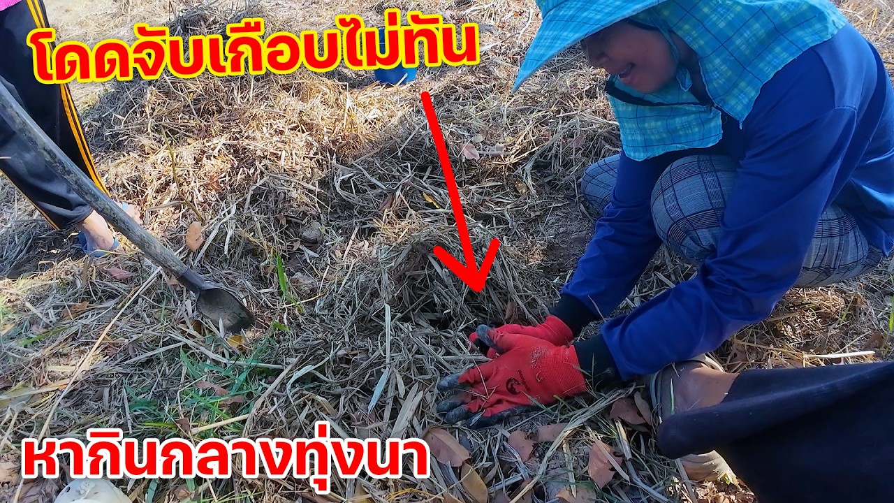 โดดจับเกือบไม่ทัน หากินกลางทุ่งนา ขุดปูจับเขียด