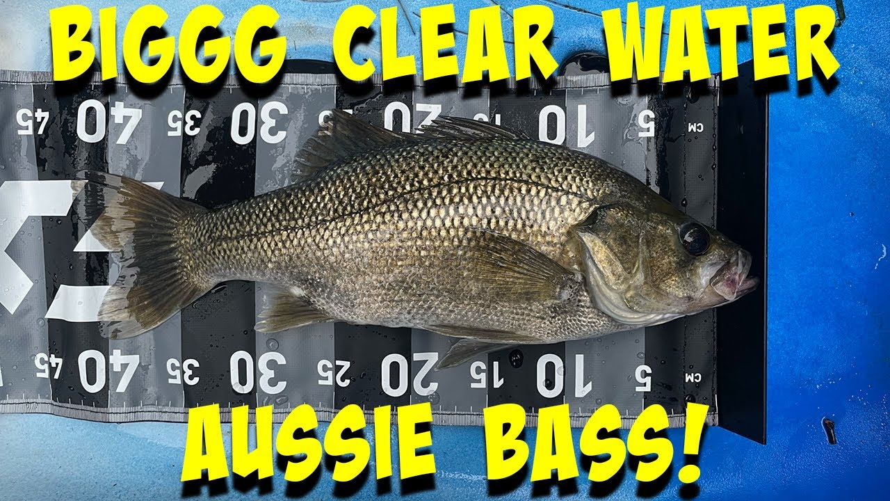 BIG CLEAR WATER BASS!! Australian Bass Fishing After a Weekend of Rain