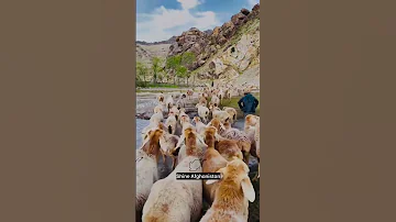 Kapisa Province Afghanistan Rural Life Village Life 