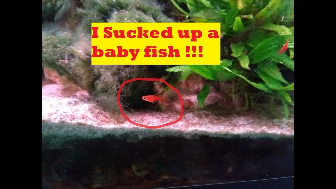 Big Water Change + Filter cleaning + Tips and Tricks