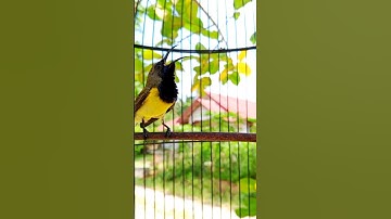 suara burung sogon gacor #pancingansogokotong #pikatsogokontong #shorts