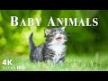 Lets enjoy rare cute and happy moments of baby wildlife  relaxing music  baby animals