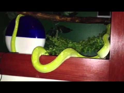 Green Tree Python and his odd behavior