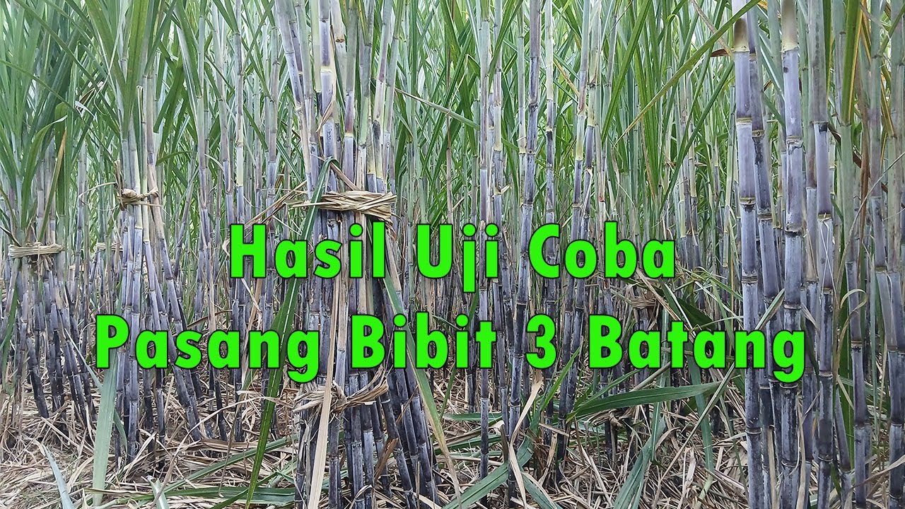 Update Tebu Umur 5 Bulan, Jumlah Batang, Ruas dan Tinggi