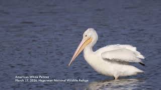 Relaxing Nature Video: American White Pelican screenshot 4