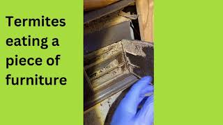 Termites eating a piece of furniture - Mt Gravatt - Brisbane