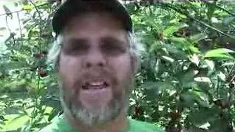 UMass Fruit Advisor: July 10-, 2007, Balaton and R...