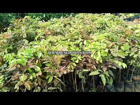 Bibit Kelengkeng Merah Siap Tanam, Panen dalam Waktu Singkat!