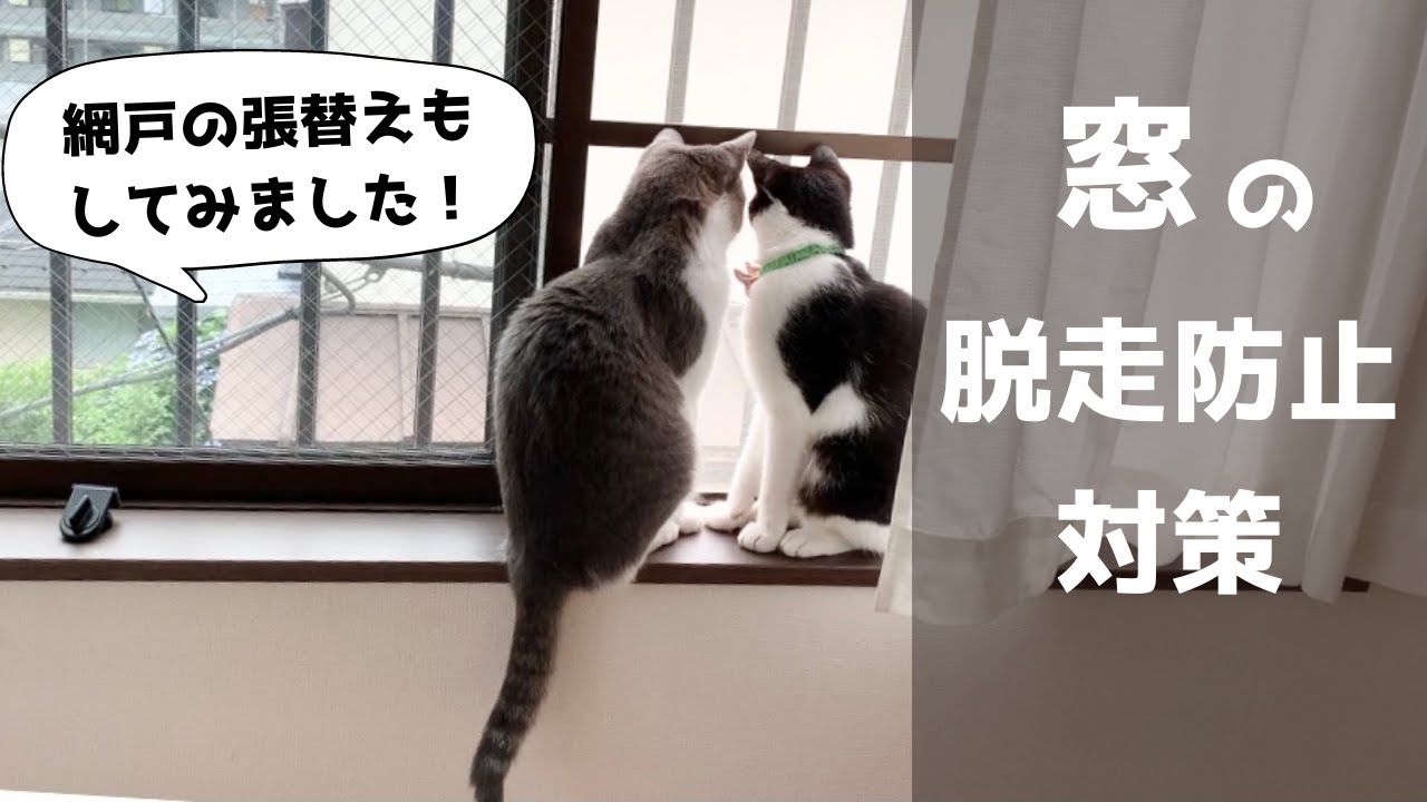 猫にとって安全な 窓の脱走防止対策と網戸の修繕 Ahaha